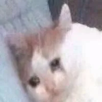 我哭了（我哭了）