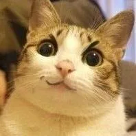 小猫生气（小猫生气）