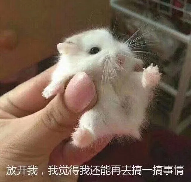 放开我，我觉得我还能再去搞一搞事情（放开我，我觉得我还能再去搞一搞事情）