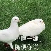小脖一缩，随便你说（小脖一缩，随便你说）