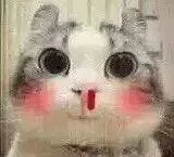 亲亲哒（小猫）（亲亲哒（小猫））