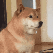狗狗不开心（狗狗不开心）