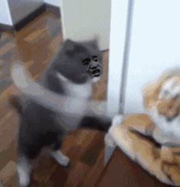 小猫打架（小猫打架）