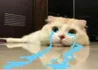 哭了哦（小猫）（哭了哦（小猫））