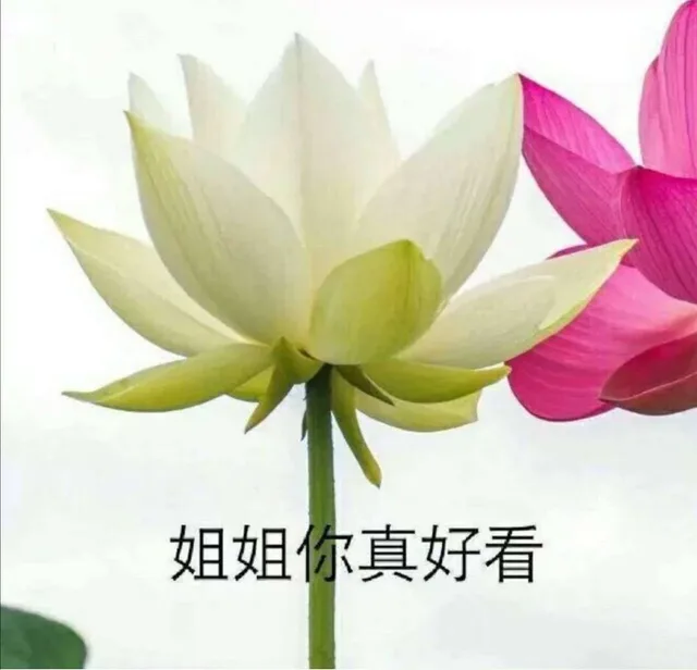 姐姐你真好看（姐姐你真好看）
