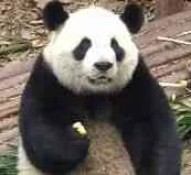 熊猫吃惊（熊猫吃惊）