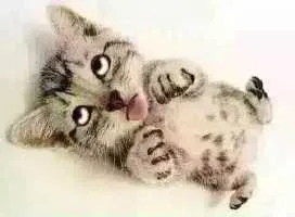 小猫装死（小猫装死）