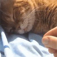 猫舌头（猫舌头）