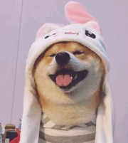 狗狗耳朵（狗狗耳朵）