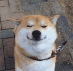 柴犬眨眼（柴犬眨眼）