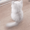 小猫猫（小猫猫）