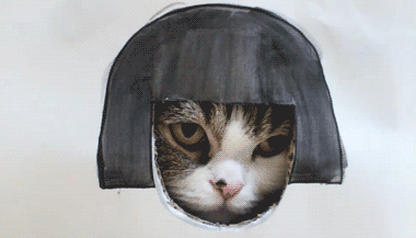 盯小猫（盯小猫）