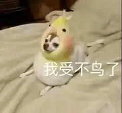 我受不鸟了（我受不鸟了）