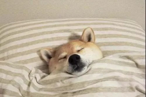 本狗睡觉啦（本狗睡觉啦）