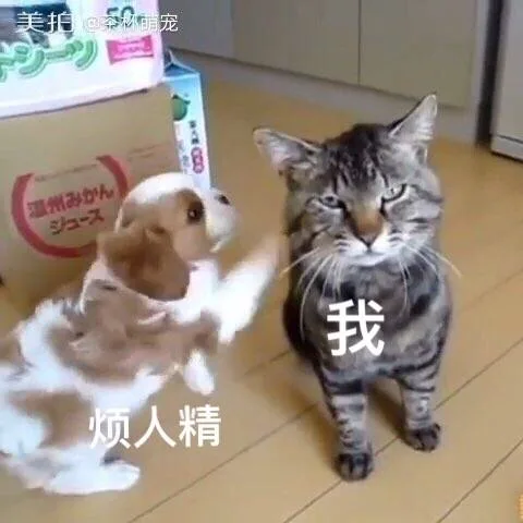 烦人精 VS 我