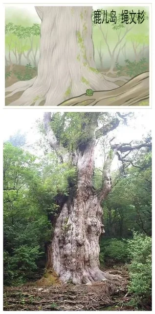 漉儿岛绳文杉（漉儿岛绳文杉）