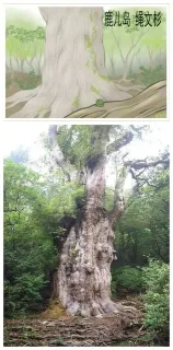 漉儿岛绳文杉