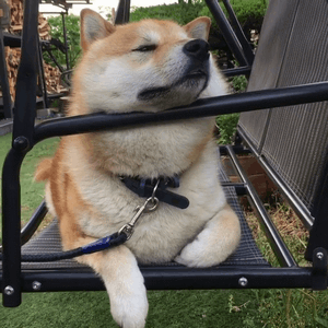 柴犬在摇椅上的悠闲狗生动图（柴犬在摇椅上的悠闲狗生动图）