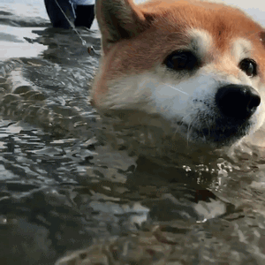 柴犬小花游泳动图