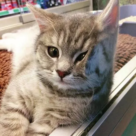 猫咪情侣头像