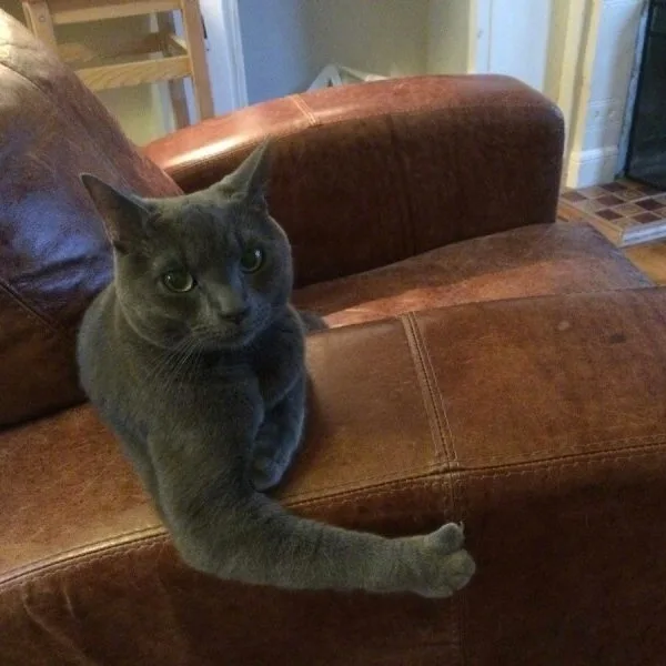 黑猫咪为你竖起大拇指（黑猫咪为你竖起大拇指）
