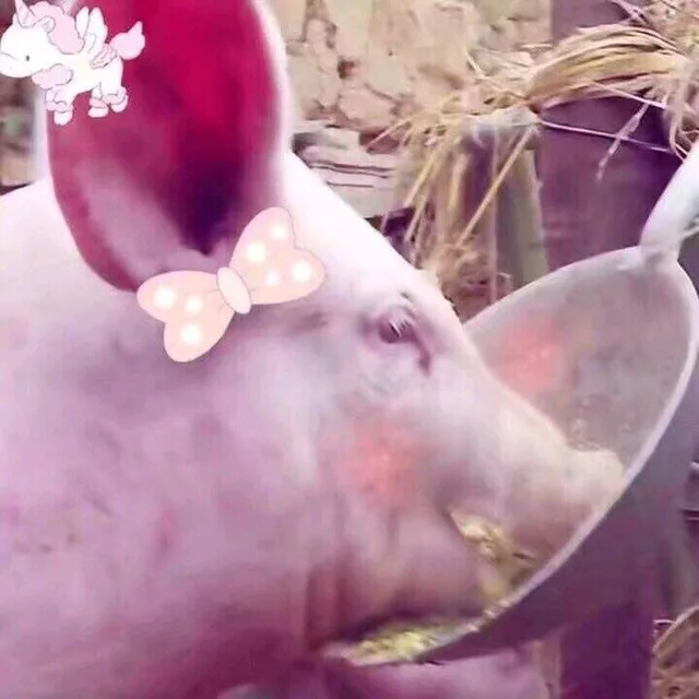 喂猪（喂猪）