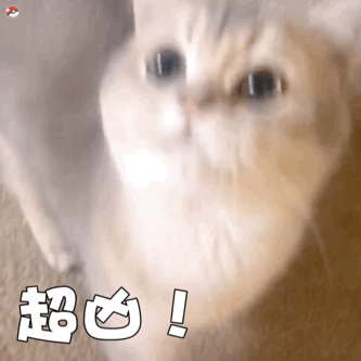 超凶（猫咪动态表情包）（超凶（猫咪动态表情包））