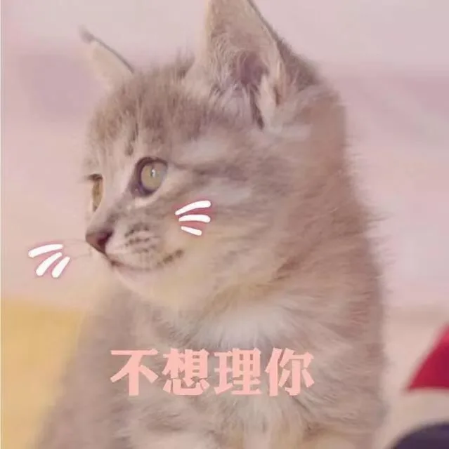 不想理你（猫咪表情包）（不想理你（猫咪表情包））