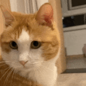 猫猫回头看 GIF 动图（猫猫回头看 GIF 动图）