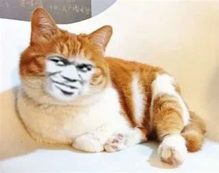 变脸猫