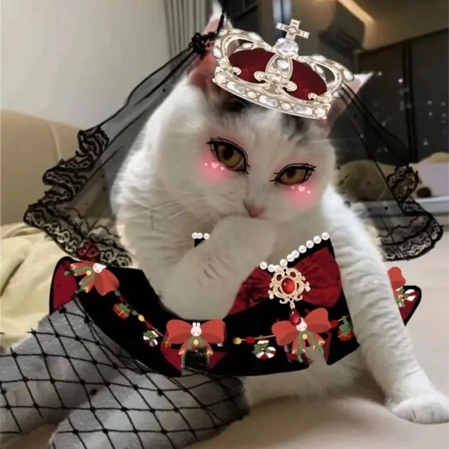 捂嘴笑骚猫表情包（捂嘴笑骚猫表情包）