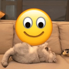 猫咪盘小黄脸 emoji