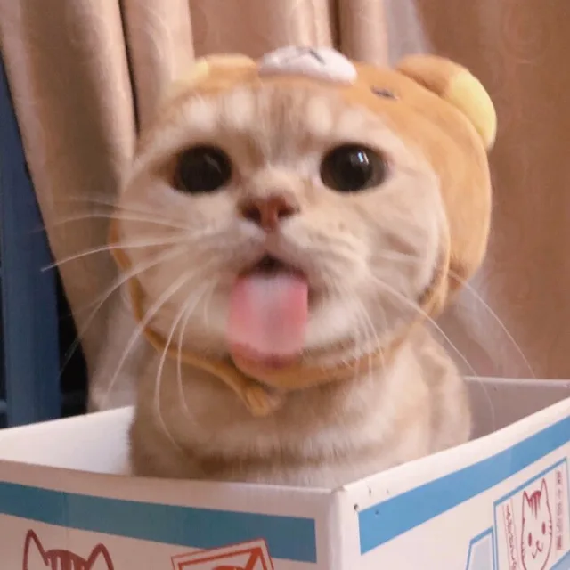 猫猫略略略小舌头