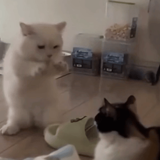 变猪 GIF 动图表情包（变猪 GIF 动图表情包）