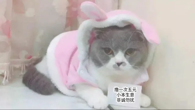 一套可爱实用的猫咪表情包_猫咪_喵星人表情包