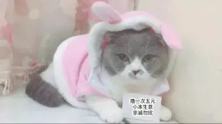 一套可爱实用的猫咪表情包_猫咪_喵星人