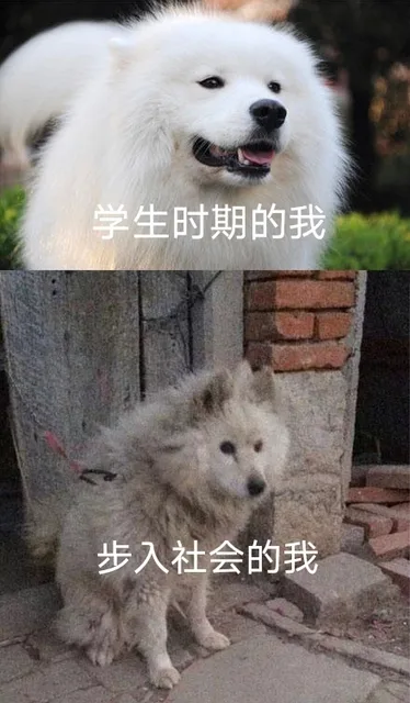 学生时期的我步入社会的我（学生时期的我步入社会的我）