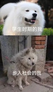 学生时期的我步入社会的我