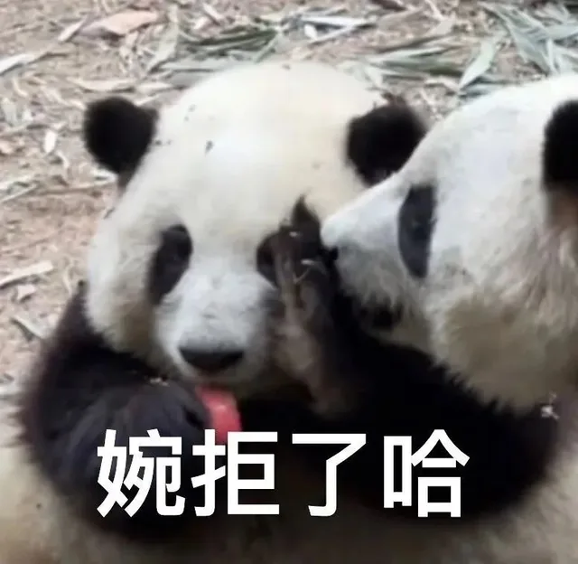 婉拒了哈