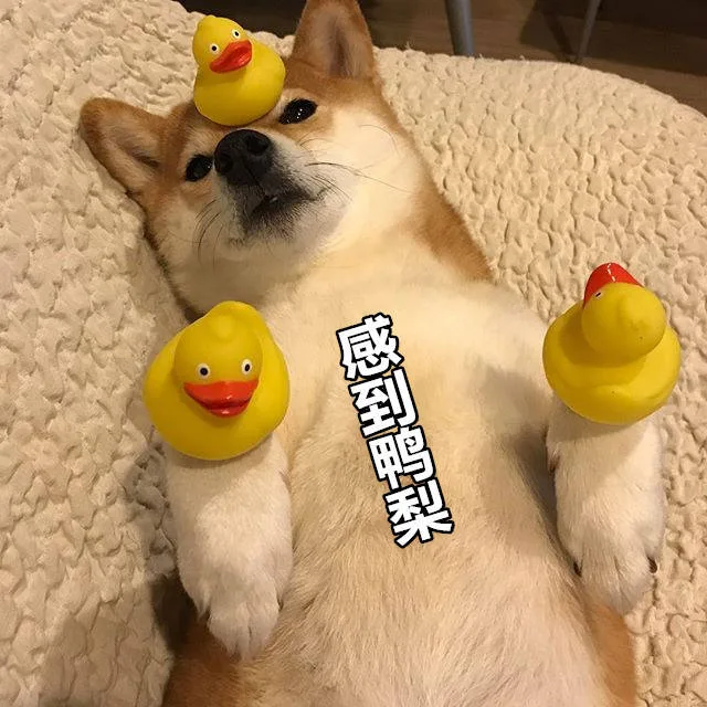 到梨
