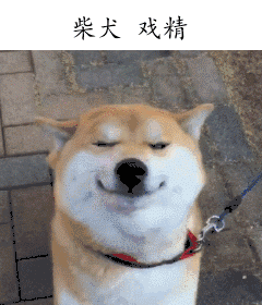柴犬，戏精（柴犬，戏精）