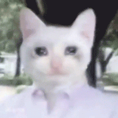 哭泣猫咪GIF 表情包（哭泣猫咪GIF 表情包）