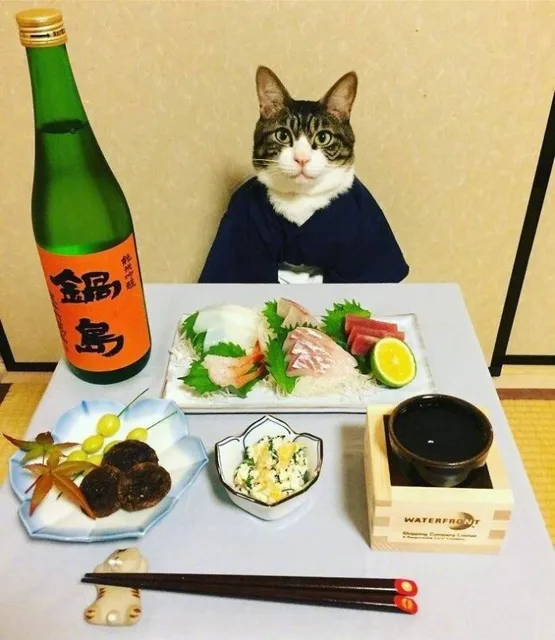 猫咪等着吃寿司