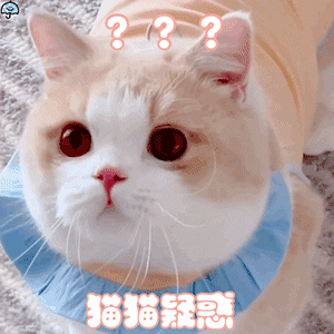 可爱的猫狗