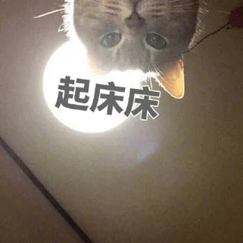 猫咪喊起床表情包_猫咪_起床表情包