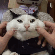 捏猫咪脸（捏猫咪脸）