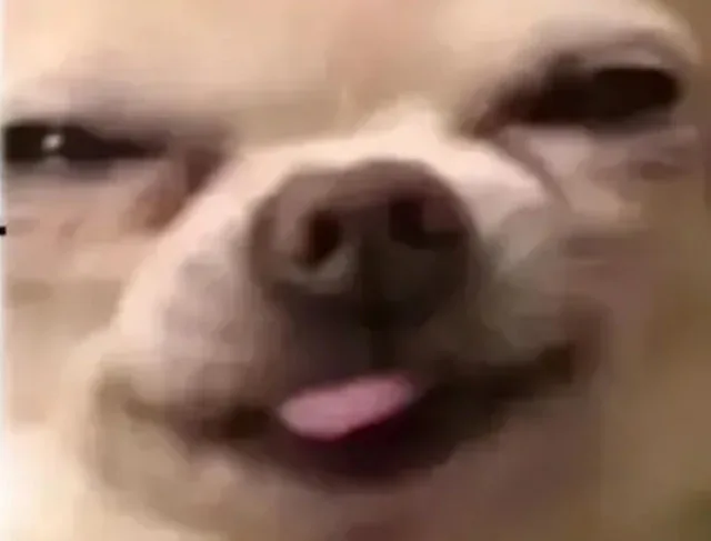 狗狗痴呆表情包（狗狗痴呆表情包）