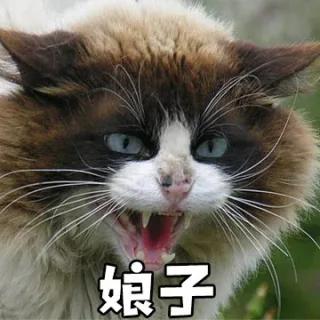 娘子（猫）