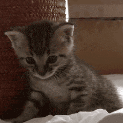 猫咪犯困