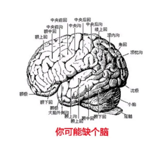 你可能缺个脑